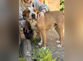 Latte - Großer Hundemann mit großem Herzen!