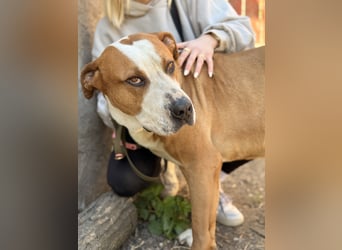 Latte - Großer Hundemann mit großem Herzen!