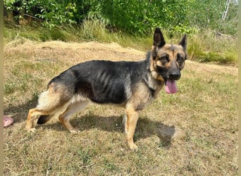 Aria - Bezaubernde Hundedame sucht liebevolles Zuhause!