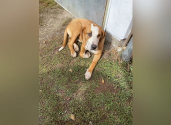 Latte - Großer Hundemann mit großem Herzen!