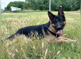 Dex - Lebensfroher Schäferhund sucht aktive Menschen