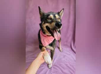 Troy - Intelligenter Jungspund mit großem Herz