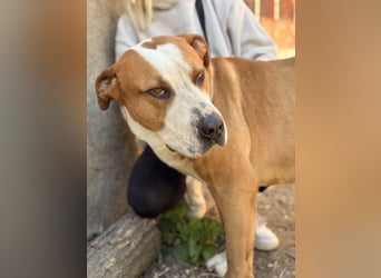 Latte - Großer Hundemann mit großem Herzen!
