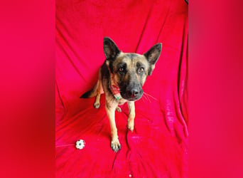 Aria - Bezaubernde Hundedame sucht liebevolles Zuhause!