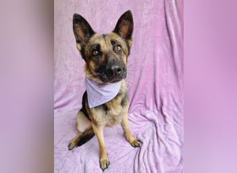 Aria - Bezaubernde Hundedame sucht liebevolles Zuhause!