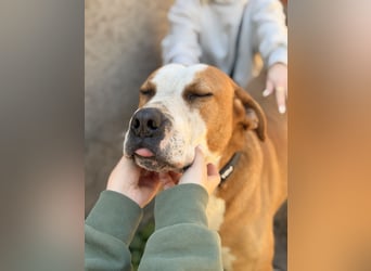Latte - Großer Hundemann mit großem Herzen!
