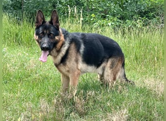 Dex - Lebensfroher Schäferhund sucht aktive Menschen