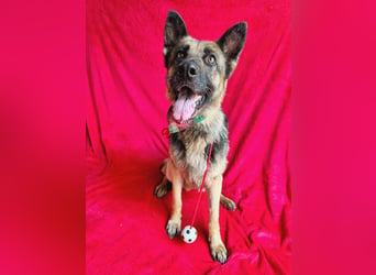 Aria - Bezaubernde Hundedame sucht liebevolles Zuhause!