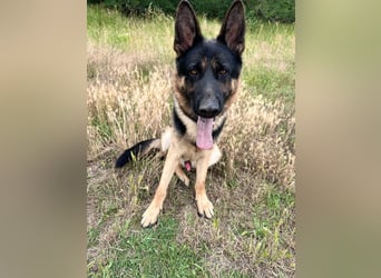 Dex - Lebensfroher Schäferhund sucht aktive Menschen