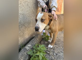 Latte - Großer Hundemann mit großem Herzen!