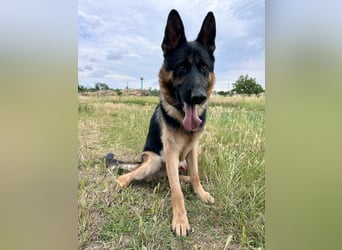 Dex - Lebensfroher Schäferhund sucht aktive Menschen