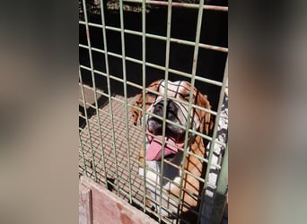 Latte - Großer Hundemann mit großem Herzen!