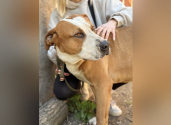 Latte - Großer Hundemann mit großem Herzen!