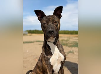 Alonzo - Schlauer Hundebub sucht aktive Menschen!