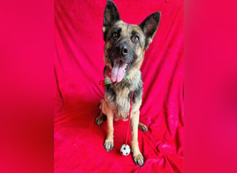 Aria - Bezaubernde Hundedame sucht liebevolles Zuhause!