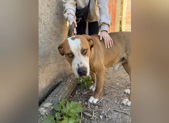 Latte - Großer Hundemann mit großem Herzen!