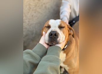Latte - Großer Hundemann mit großem Herzen!