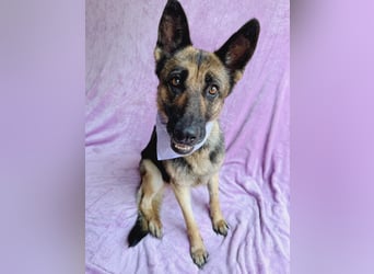 Aria - Bezaubernde Hundedame sucht liebevolles Zuhause!