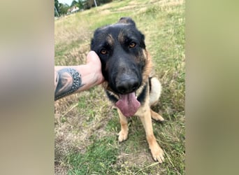 Dex - Lebensfroher Schäferhund sucht aktive Menschen