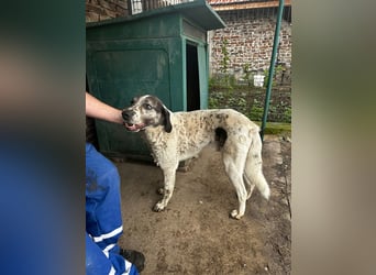 Lucky - ein sehr angenehmer Charakter