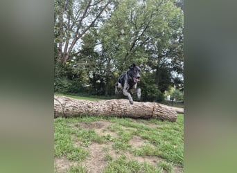 Jason - lernwillig und verschmust