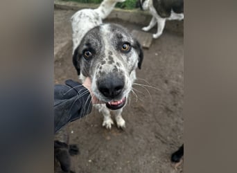 Lucky - ein sehr angenehmer Charakter