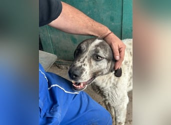 Lucky - ein sehr angenehmer Charakter