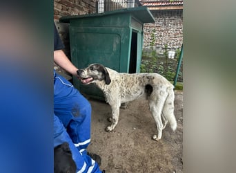 Lucky - ein sehr angenehmer Charakter