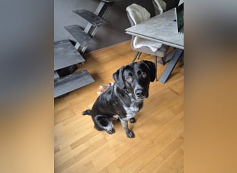 Jason - lernwillig und verschmust