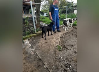 Lucky - ein sehr angenehmer Charakter