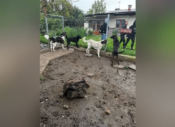 Lucky - ein sehr angenehmer Charakter