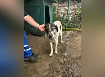 Lucky - ein sehr angenehmer Charakter