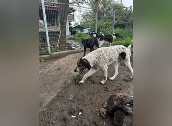 Lucky - ein sehr angenehmer Charakter