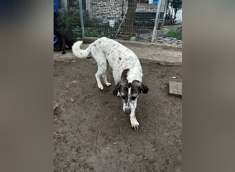 Lucky - ein sehr angenehmer Charakter