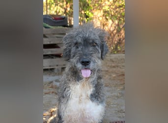 Treuer & anhänglicher URSU sucht ruhiges Zuhause