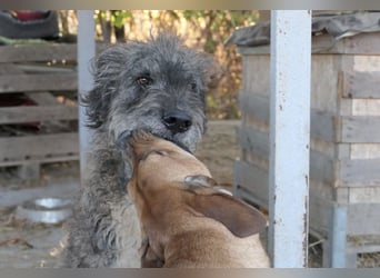 Treuer & anhänglicher URSU sucht ruhiges Zuhause