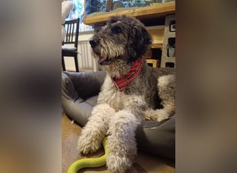 Treuer & anhänglicher URSU sucht ruhiges Zuhause