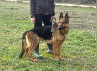 Max, schlau und schön zugleich