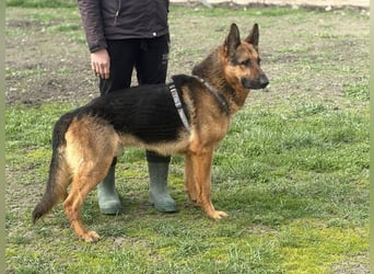 Max, schlau und schön zugleich
