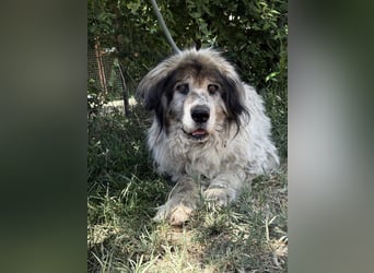 Bernat-KK – Ein Hundeopa mit großem Herz sucht seinen würdigen Lebensabend