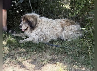 Bernat-KK – Ein Hundeopa mit großem Herz sucht seinen würdigen Lebensabend