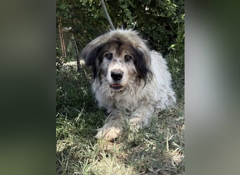 Bernat-KK – Ein Hundeopa mit großem Herz sucht seinen würdigen Lebensabend