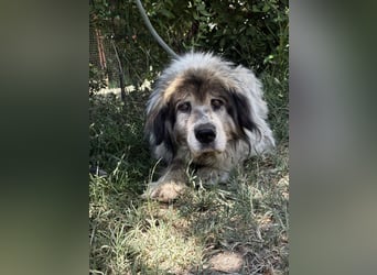 Bernat-KK – Ein Hundeopa mit großem Herz sucht seinen würdigen Lebensabend