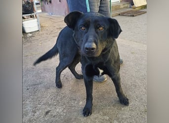 Leontin-KK - Fundhund möchte noch einmal gefunden werden