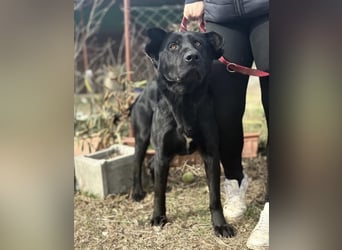 Leontin-KK - Fundhund möchte noch einmal gefunden werden