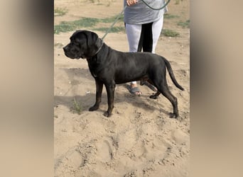 Baldur KK – Süßer Bursche mit sanftem Herz sucht Anschluss ❤️