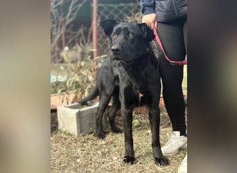Leontin-KK - Fundhund möchte noch einmal gefunden werden