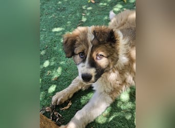 Hund Rüde Welpe Tierschutz Bundesweite Vermittlung