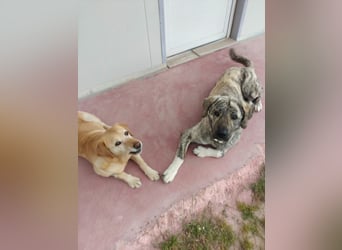 Hund Rüde Tierschutz Bundesweite Vermittlung
