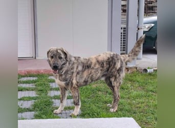 Hund Rüde Tierschutz Bundesweite Vermittlung